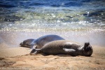 hawaiian monk seal, pup, RT22