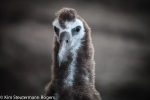 Laysan albatross chick on Kauai