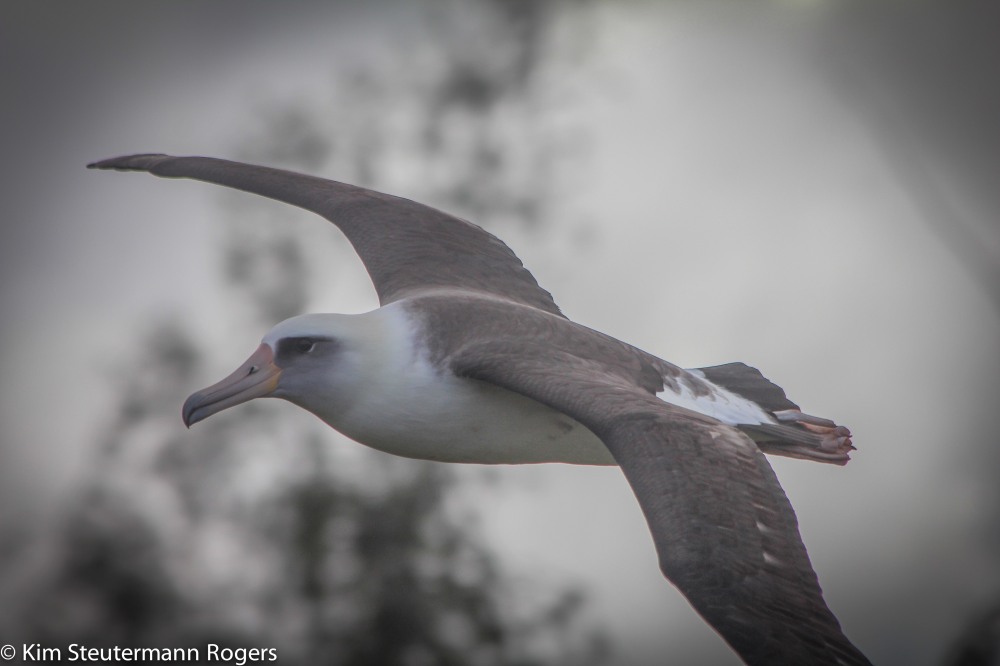 Soaring Laysan Albatross.
